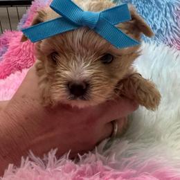 Gold boy - Gold male Yorkshire Terrier puppy in Milton, Florida from Sassenach Yorkie Kennels