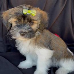 ASPEN - AKC - Chocolate sable female Havanese puppy in Verden, Oklahoma from Holcombs Puppy Ranch