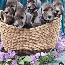 Bedlington Terrier Puppies from Blenheim
