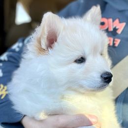 Pomskies from Destiny Pomskies LLC