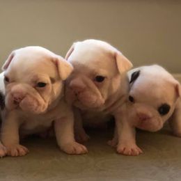 French Bulldogs from 77 Farm