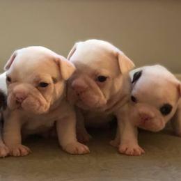 French Bulldogs from 77 Farm
