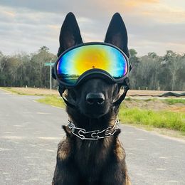 Belgian Malinois from MainLine Malinois