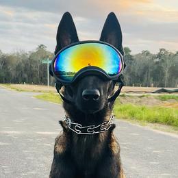 Belgian Malinois from MainLine Malinois