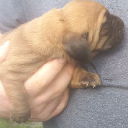 Basset Hound Puppies from Stacey Claar