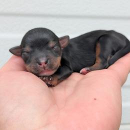 Male 2 - Black and tan male Yorkipoo puppy in Coshocton, Ohio from Forever Family Puppies