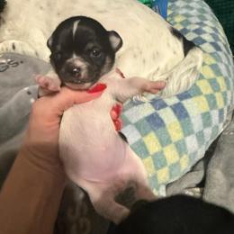 AKC Girl 1 - Black and white female Chihuahua puppy in Anoka, Minnesota from Anoka County MN AKC Chihuahuas