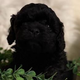 Romeo-Cavapoo - male Cavapoo puppy in Atoka, Oklahoma from Boggy Depot Cavaliers & Friends