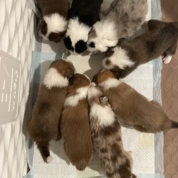 Australian Shepherd and Border Collie Puppies from Wiggles 4 Life