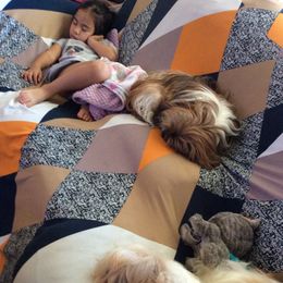 Shih Tzus from Ronnie's Shih Tzus