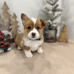 Gem - Red female Pembroke Welsh Corgi puppy in Millsap, Texas from Punchy Pembroke Ranch