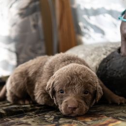 Chesapeake Bay Retrievers from Dusty Rose Chesapeakes