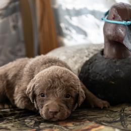 Chesapeake Bay Retrievers from Dusty Rose Chesapeakes