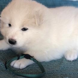 Dark Green boy - White male Samoyed puppy in Bearcreek, Montana from Morning Star Samoyeds