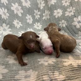 Abby - Red female Cavapoo puppy in Glendale, Arizona from Dashing Dogs