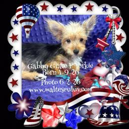 Gabby Grace - Black and gold female Yorkshire Terrier puppy in Silverhill, Alabama from Malteseuluv’s Tiny Treasurers