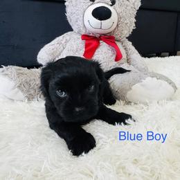 Blue Boy - Black and gold male Shorkie puppy in San Tan Valley, Arizona from Great Mates