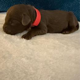 Puppy Red - Chocolate female Australian Labradoodle puppy in Oxford, Mississippi from Stony Brook Australian Labradoodles