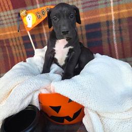Lucky - Black female Great Dane puppy in Arpin, Wisconsin from Arpin Great Danes