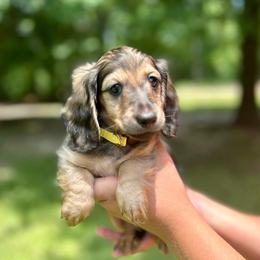 Daisy AKC HEALTH GUARANTEE - Cream female Dachshund puppy in El Dorado, Arkansas from LovelylilDoxies