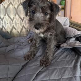 Miniature Schnauzer Puppies from Cape Cod Miniature Schanauzer