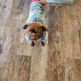 Olga - Brussels Griffon