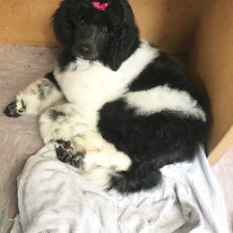 Poodle Puppies from Mistel Standard Poodles