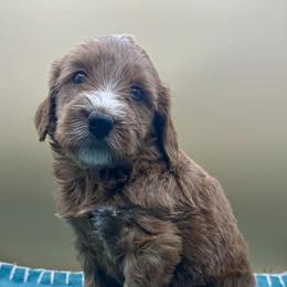 Scotch - Red  male Goldendoodle puppy in Hendersonville, North Carolina from Kim's Cove