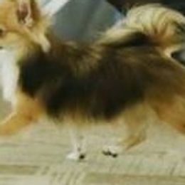 Bimmer - Chihuahua