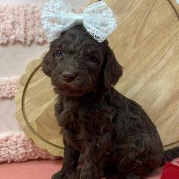 Brooks - Chocolate female Goldendoodle puppy in Calhoun, Georgia from FamilyLoved Doodles