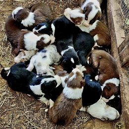 Border Collie Puppies from BC Dogs at the Rodgers