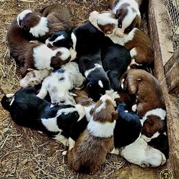 Border Collie Puppies from BC Dogs at the Rodgers