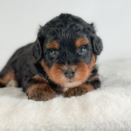 Jonah - Tri-color male Bernedoodle puppy in Pledger, Texas from Sugarbear Cockapoos