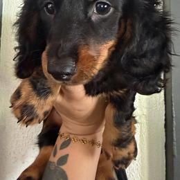 Rudy - Black and tan male Dachshund puppy in Maidsville, West Virginia from L&B Lowriders