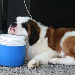 Saint Bernard Puppies from Somerset Saints
