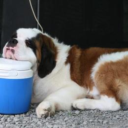 Saint Bernard Puppies from Somerset Saints