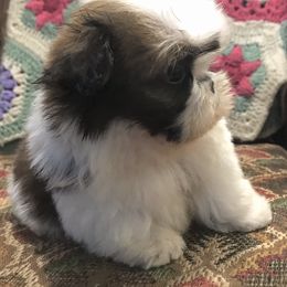 Shih Tzu Puppies from Willow Lane Shih Tzus