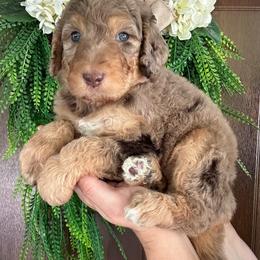 Oak - Merle male Bernedoodle puppy in Thornville, Ohio from Four Front Doodles & Friends
