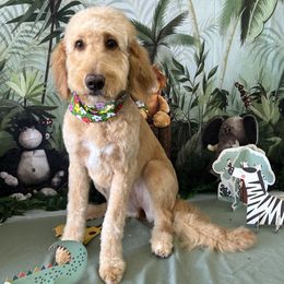 Bernedoodle All Grown Up from Bernedoodles By The Sea