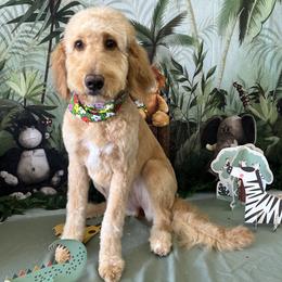 Bernedoodle All Grown Up from Bernedoodles By The Sea