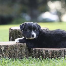 Audrey - Black & white female Miniature Australian Shepherd puppy in White Oak, Texas from Triple Lake Ranch Miniature Australian Shepherds