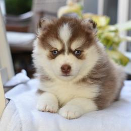 Molly - Red and white female Pomsky puppy in Coos Bay, Oregon from Ocean View Pomskies