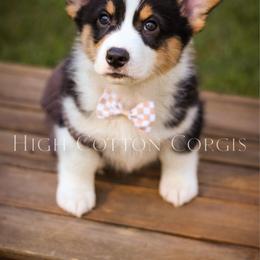 Vincent (Vince) - Black and tan male Pembroke Welsh Corgi puppy in Benton, Arkansas from High Cotton Corgis