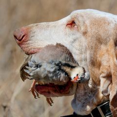 Bracco Italianos and Spinoni Italiani from Caccia Cane Spinone