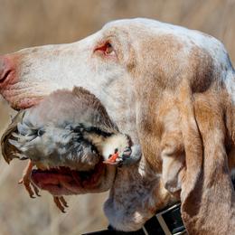 Bracco Italianos and Spinoni Italiani from Caccia Cane Spinone
