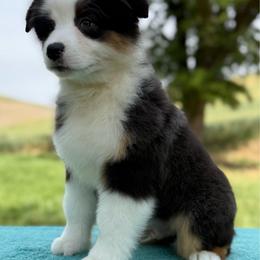 Peanut - Black tri-color male Australian Shepherd puppy in Touchet, Washington from Northwest Rainbow Aussies and Golden Retrievers