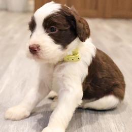 Chocolate Parti male - Parti male Goldendoodle puppy in Vallejo, California from Well Rooted Doodles