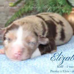 Elizabeth (RMF 1) - Red merle female Miniature Australian Shepherd puppy in Grandfield, Oklahoma from Hunt Farms Australian Shepherds