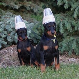 Doberman Pinscher Puppies from Laurel Vail