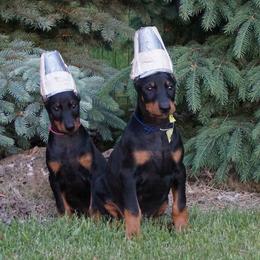 Doberman Pinscher Puppies from Laurel Vail